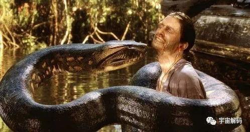 蛇灾：蛇岛惊魂,揭秘神秘蛇灾背后的惊悚真相