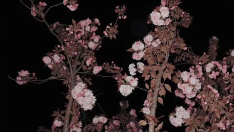 晚夜海棠入错梦,梦回千百度  第2张