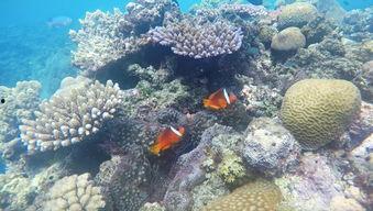 海岛食人鲨,神秘海域的致命威胁  第3张